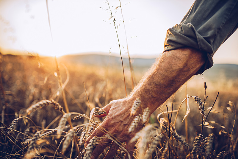 Landwirtschaft für Backmittel Bäckerei
